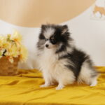 cuánto cuesta un pomerania