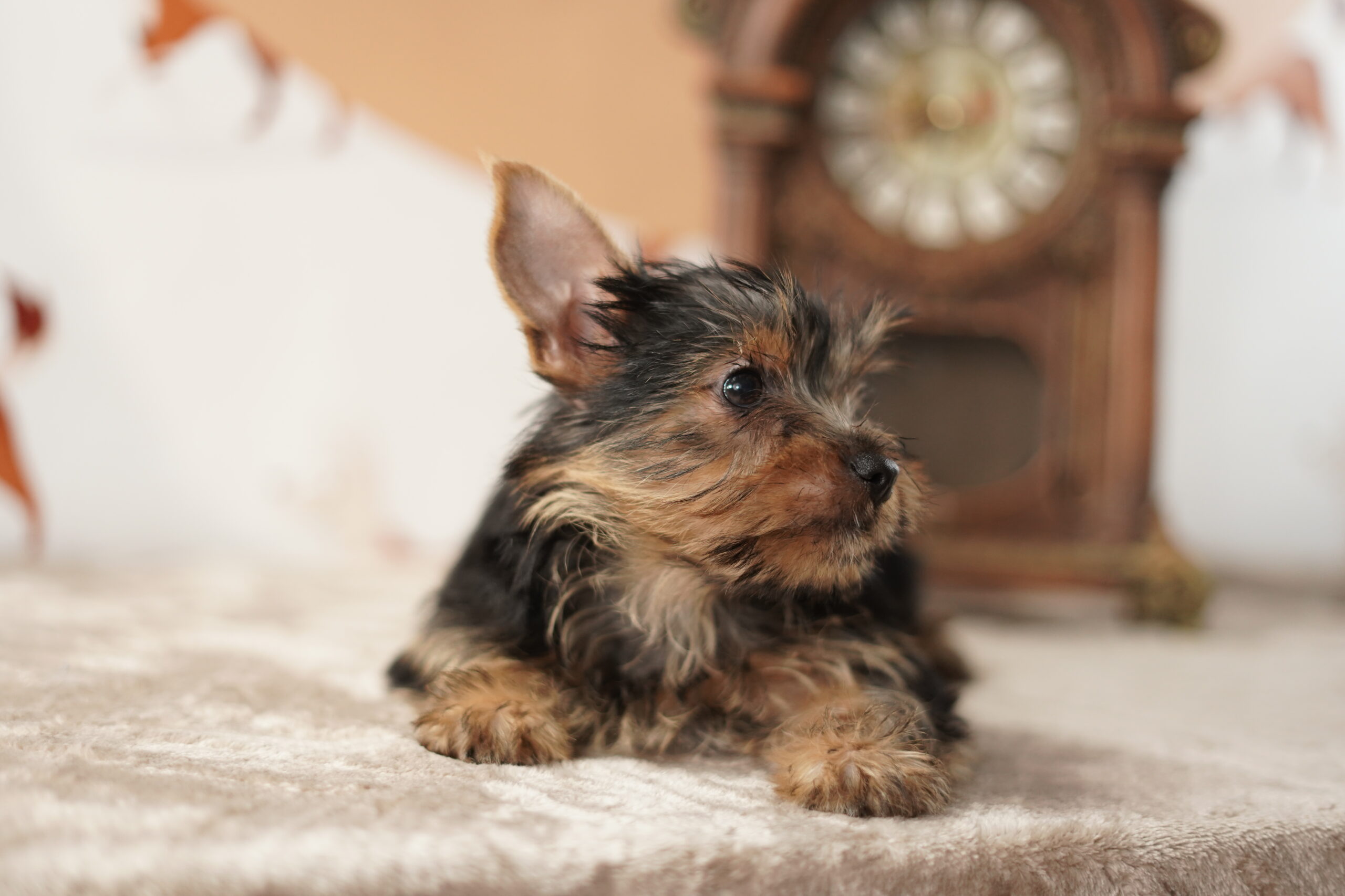 qué terrier es el más tranquilo