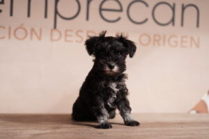 schnauzer miniatura