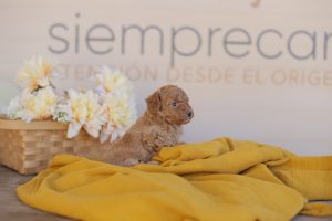 comprar cão pequeno