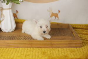 raças de cães pequenos