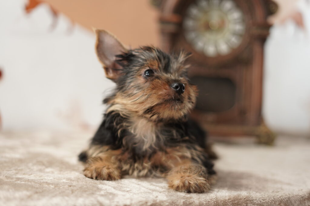 cães para crianças