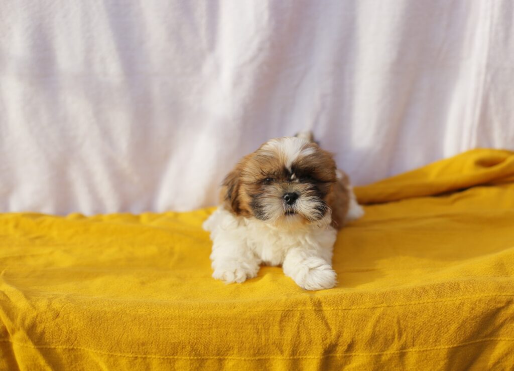 cómo curar conjuntivitis en perros