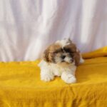 cómo curar conjuntivitis en perros