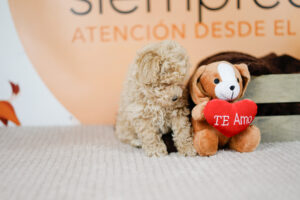 adiestramiento canino