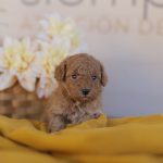 preguntas frecuentes sobre perros