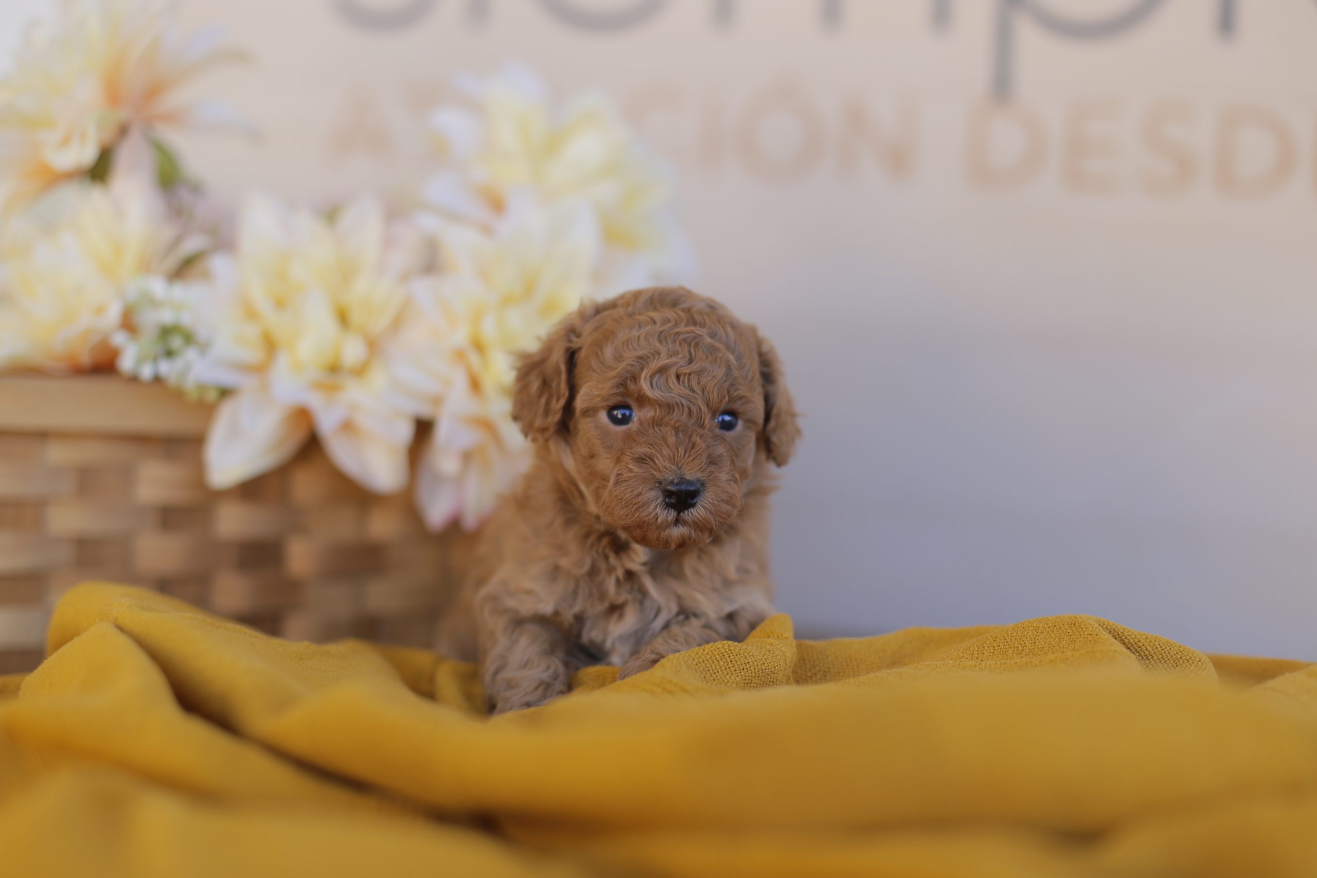 preguntas frecuentes sobre perros