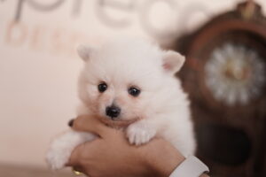 apego ansioso em cães