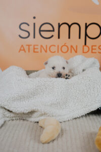 apego ansioso en perros