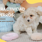 hiperactividad en perros