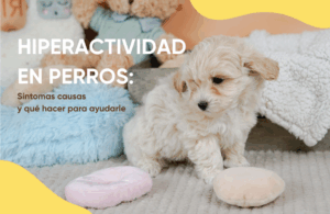 hiperactividad en perros