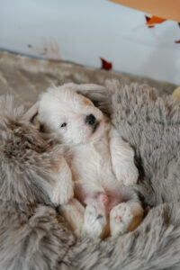 origen de los perros schnauzer