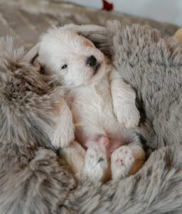 conjuntivitis perros