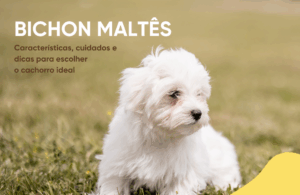 Bichón Maltés