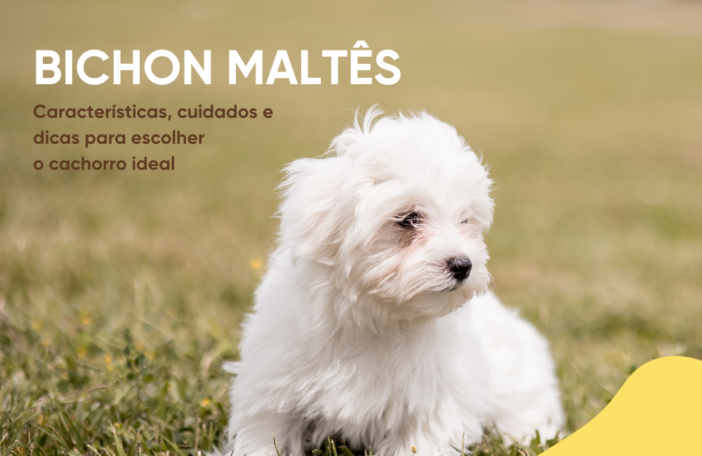 Bichón Maltés