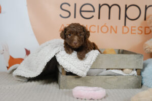 Cuánto cuesta un caniche toy