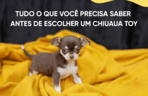 chihuahua toy