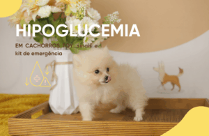 hipoglicemia em cães