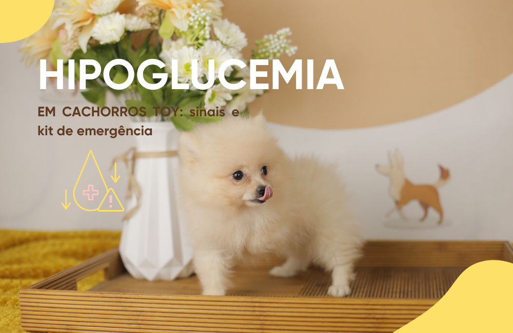 hipoglicemia em cães