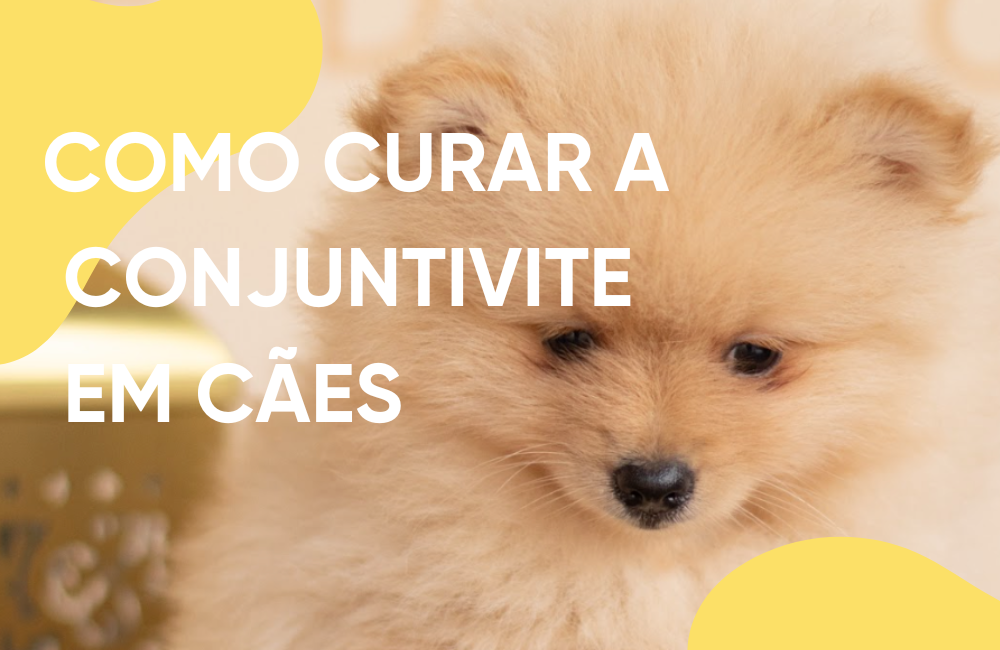 como curar conjuntivite em cães