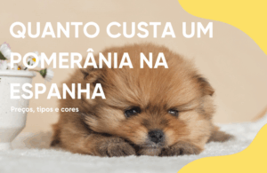 quanto custa um pomerânia